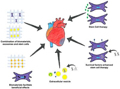 Editorial: The Analysis of Nanovesicles, Biomaterials and Chemical Compounds: Assisting the Promotion of Angiogenesis and Enhancing Tissue Engineering Strategies